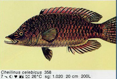 Cheilinus celebicus
